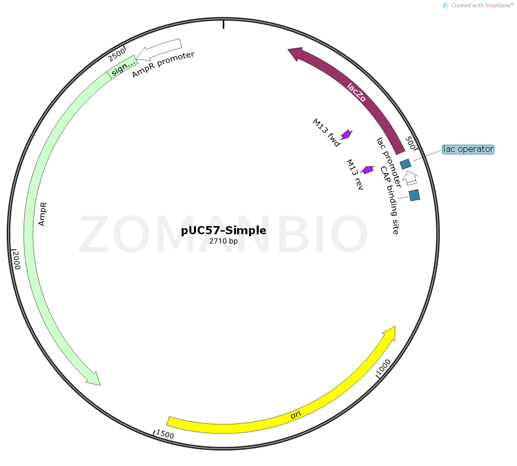 ZK114pUC57-Simple大腸克隆質(zhì)粒.png