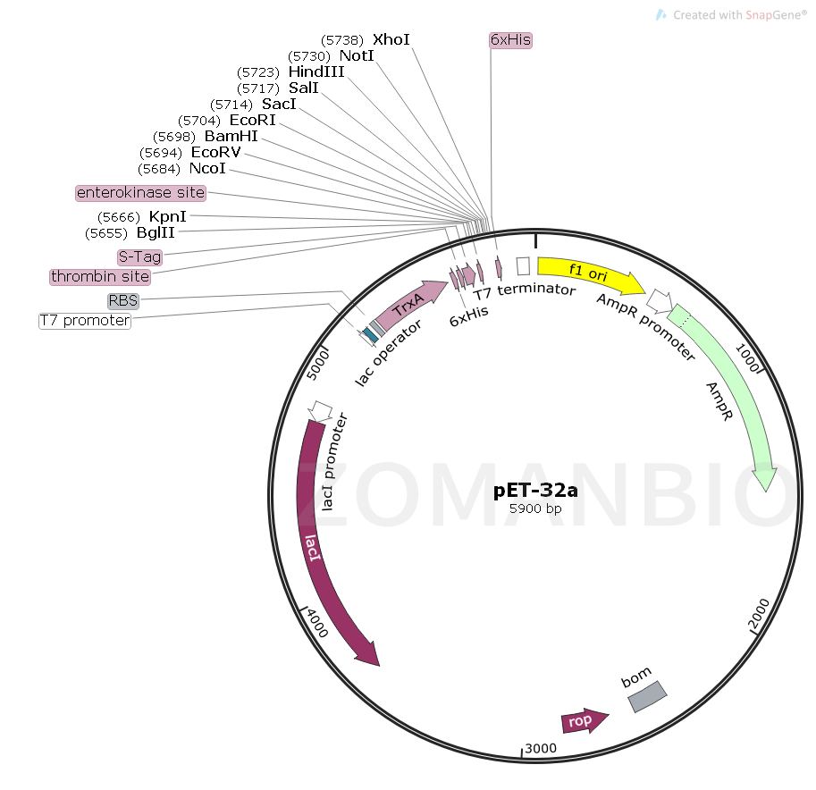 ZK170pET-32a.png