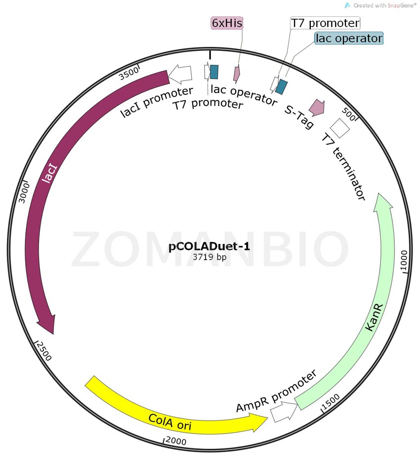 ZK325pCOLADuet-1.jpg