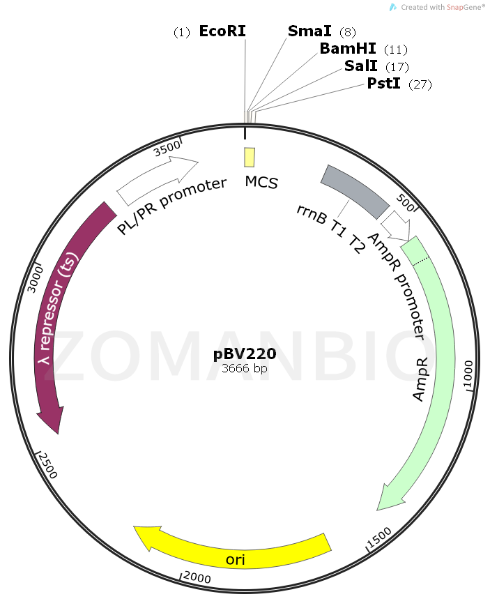 ZK326pBV220.png