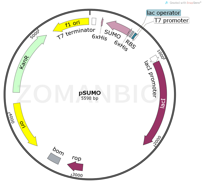 ZK337pSUMO.png
