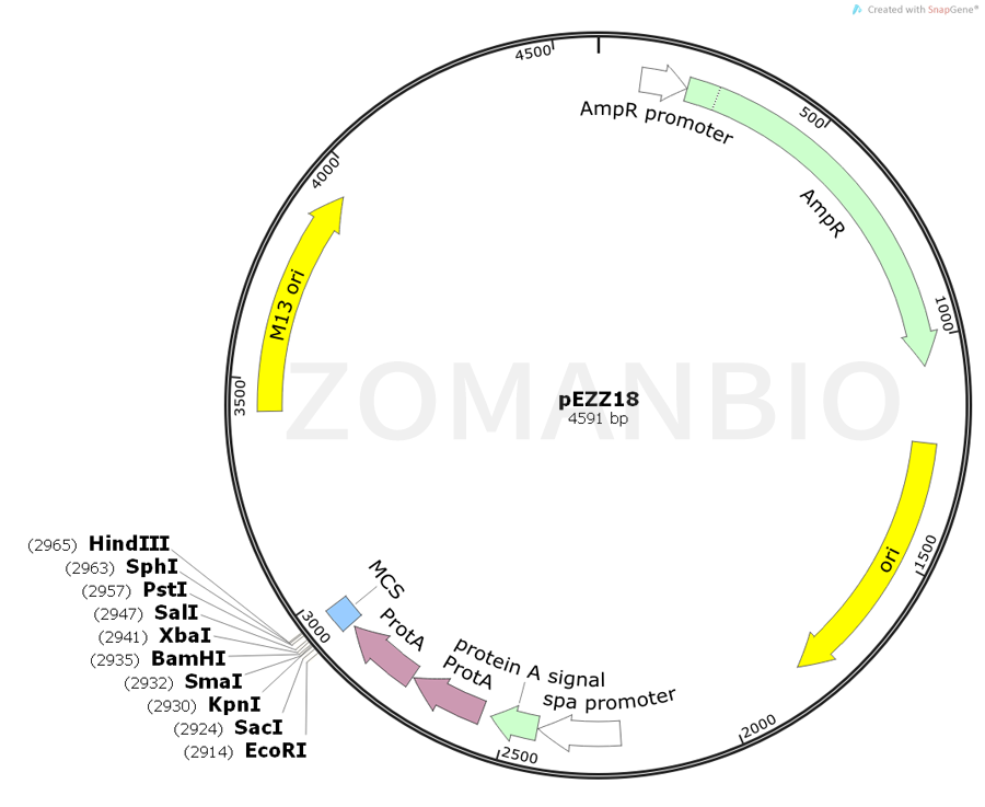 ZK339pEZZ18.png