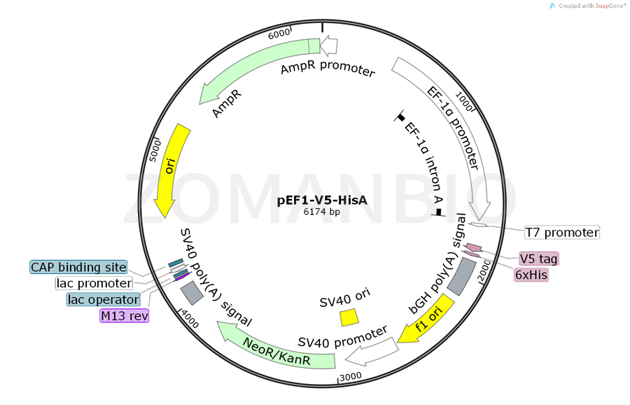 ZK405pEF1-V5-HisA.png