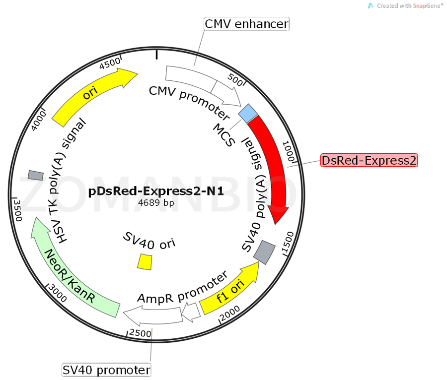 ZK440pDsRed-Express2-N1.png