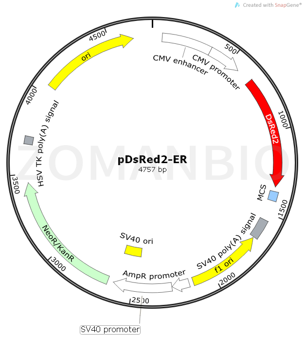 ZK525pDsRed2-ER.png