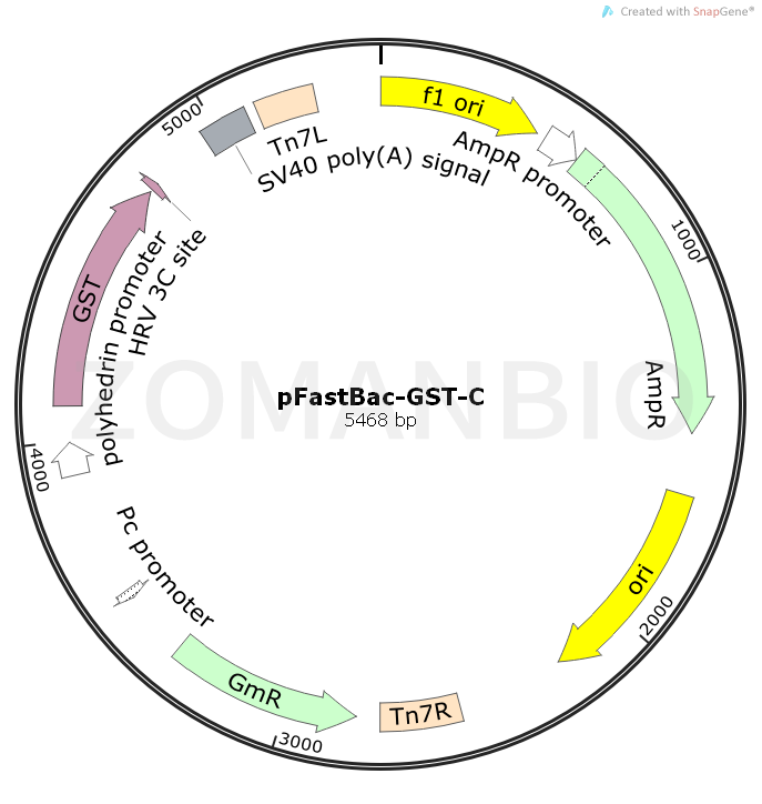 ZK1041pFastBac-GST-C.png