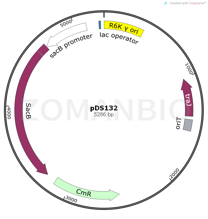 ZK1645 pDS132.png