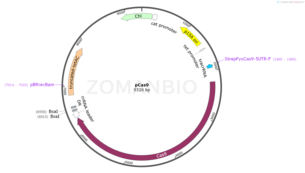ZK1672 pCas9.png