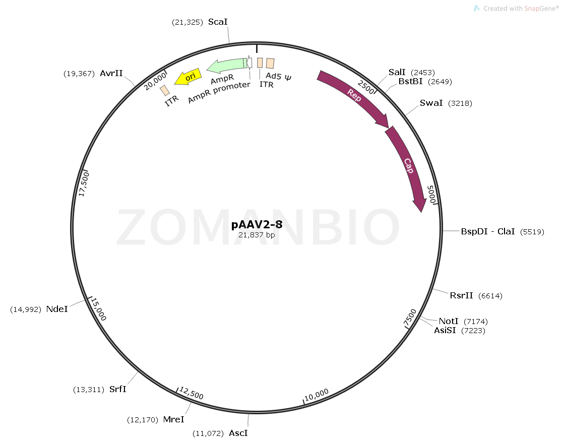 ZK1734 pAAV2-8.png