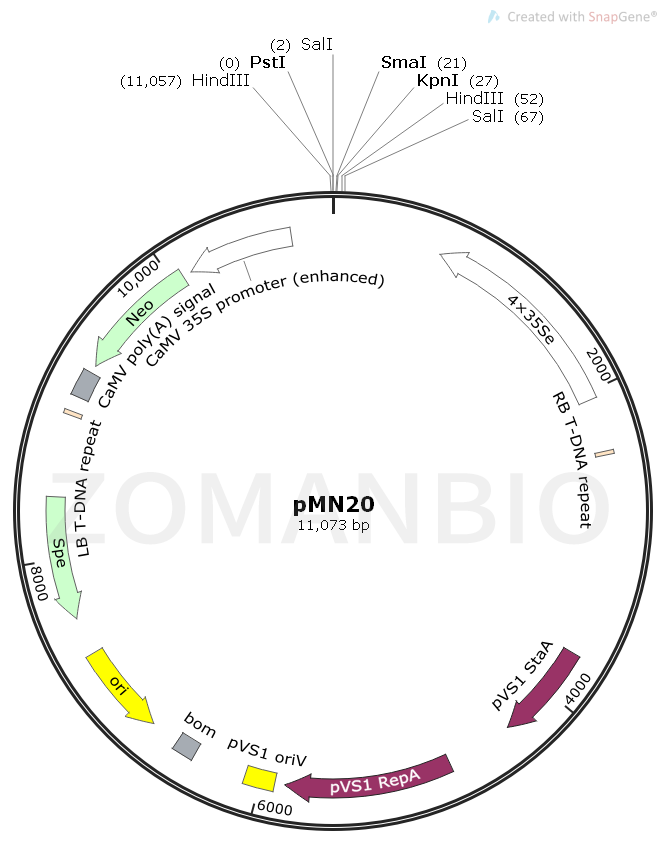 ZK1755 pMN20.png