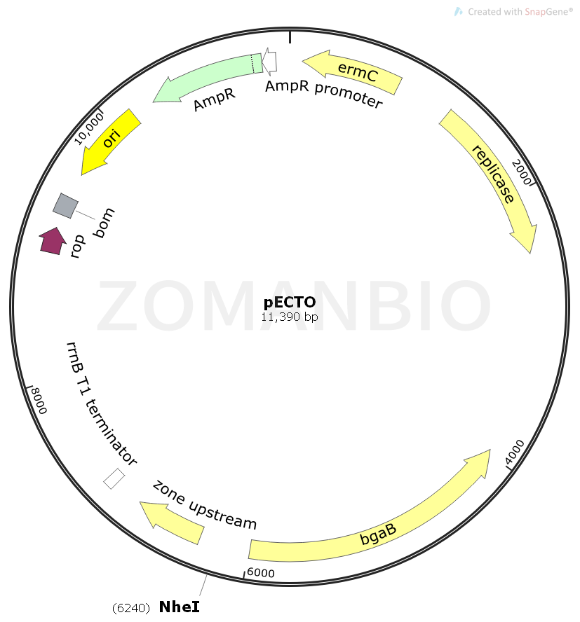 ZK1904 pECTO.png