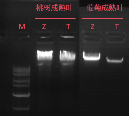 ZP334-2.png