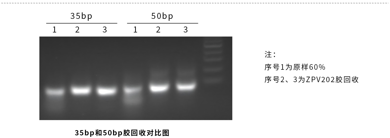 ZPV202-2.jpg