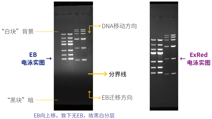 18.8月.EB,red電泳實圖.jpg
