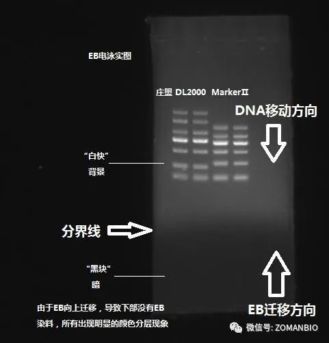 22.6 EB與red區(qū)分圖1.jpg 圖片